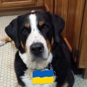 Meet your Posher, Judy brown